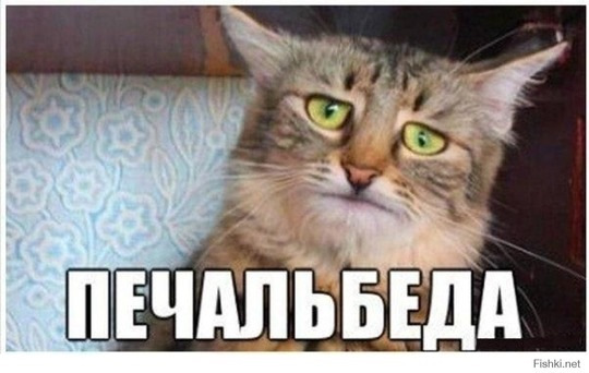 Самый грустный кот в мире