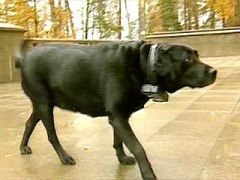 Путинские псы