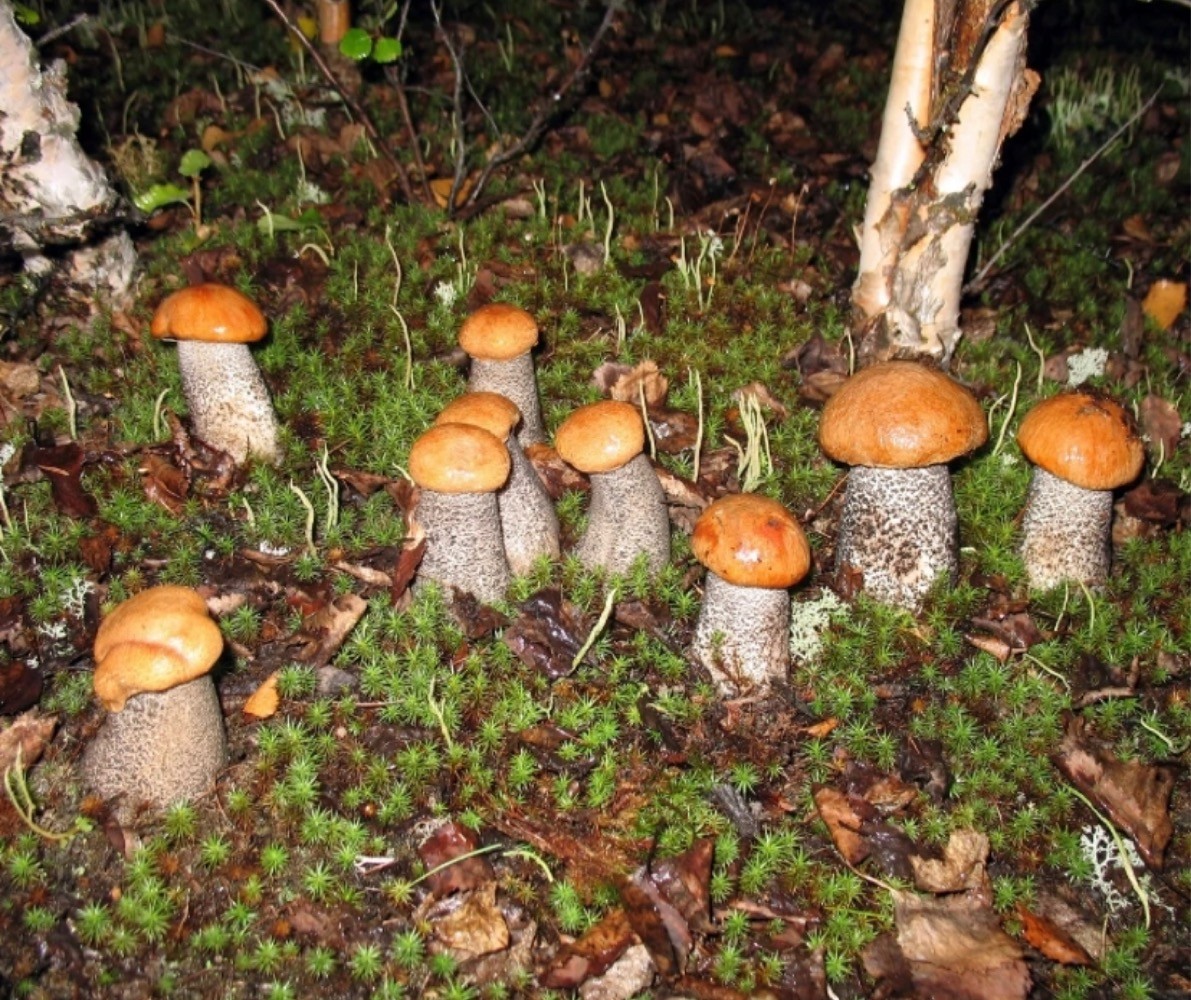 К чему снится собирать грибы подосиновики. Поляна подосиновиков и белых грибов. Подосиновик гриб Поляна. Поляна грибов подосиновиков. Поляна подосиновиков в лесу.
