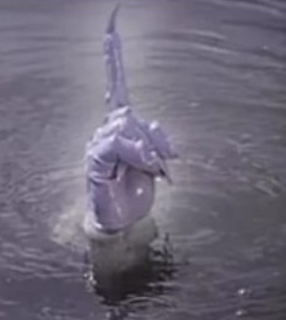 Фото должок из сказки