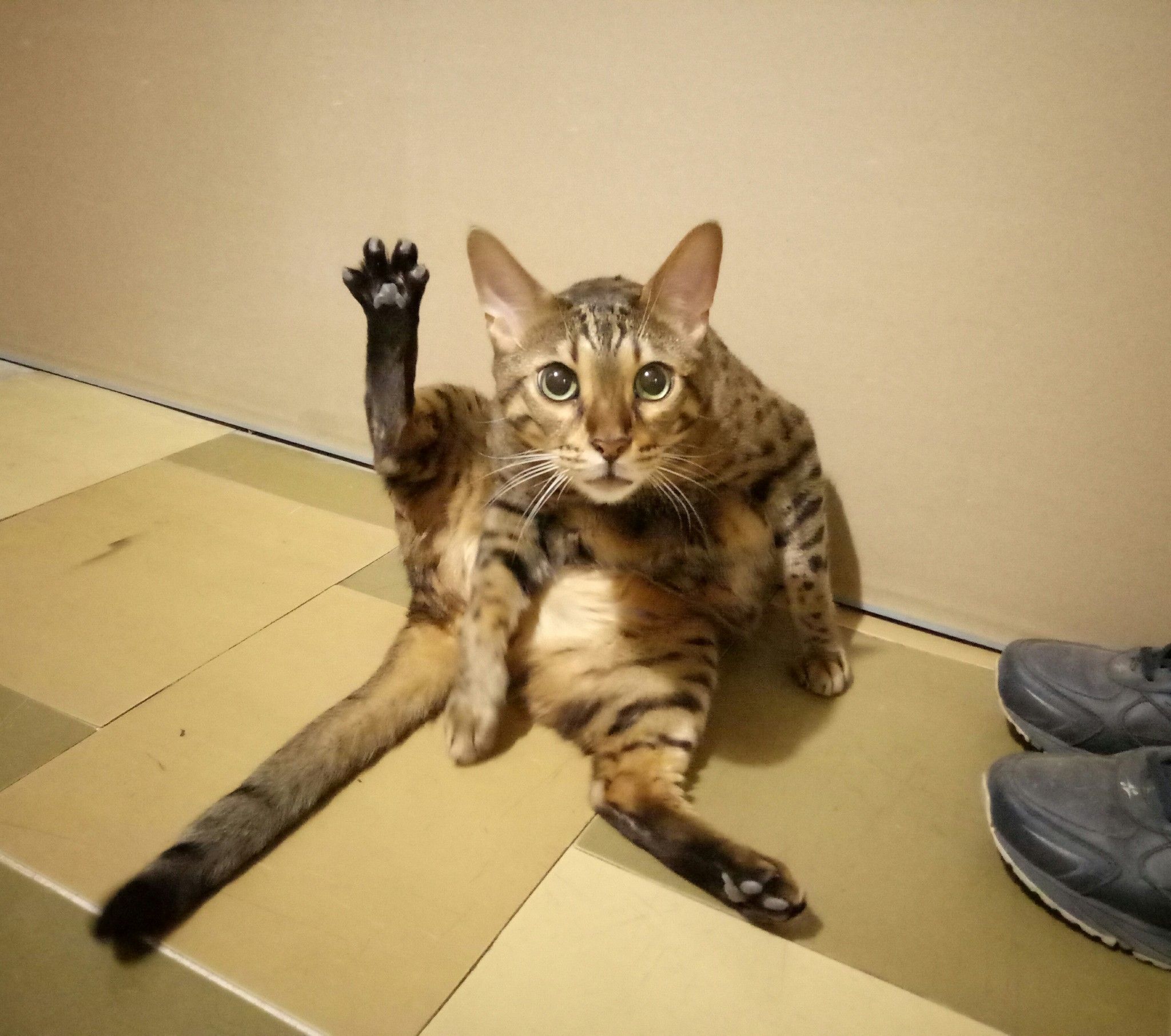 Кошачья хоба