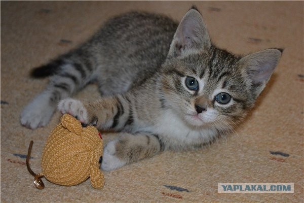 Котовторник 04.06.2013