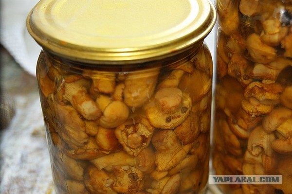 Лисички маринованные, Запасаюсь на зиму