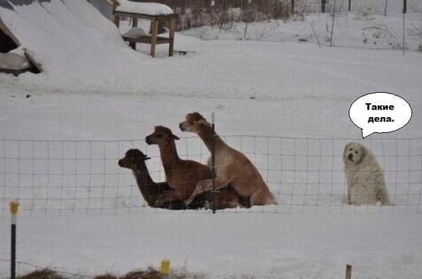 Так себе картинки 24.09.25