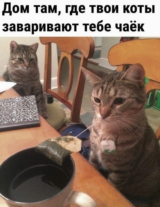 К котовторнику: подборка картинок-баянов с котиками и про котиков. Выпуск 27.
