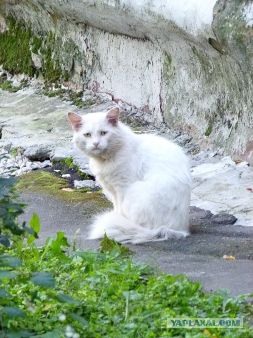Котовторник 03.09.2013