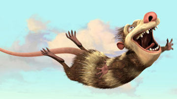 Опоссум попал в западню