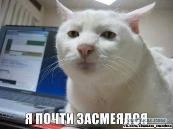 Этот кот - живое воплощение печали