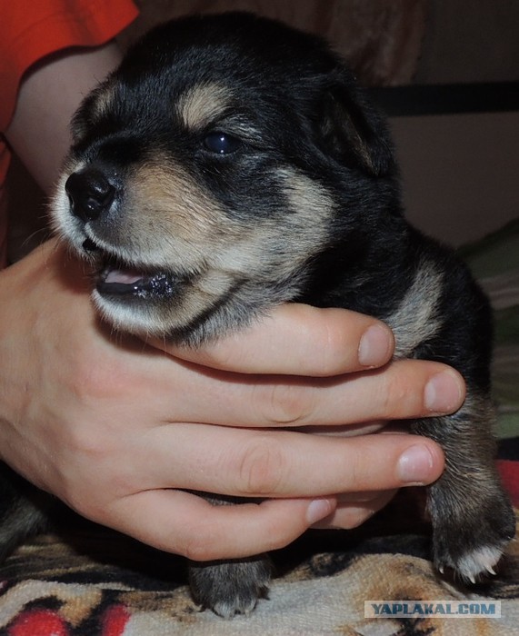 Спасенные собаки