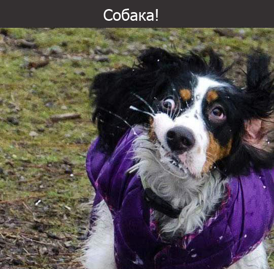 Собаки, которые забыли, как быть собаками