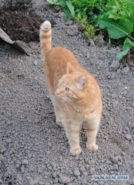 Котовторник 20.05.2014