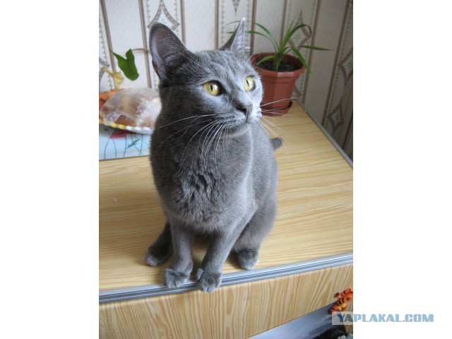 Котовторник 10.06.2014