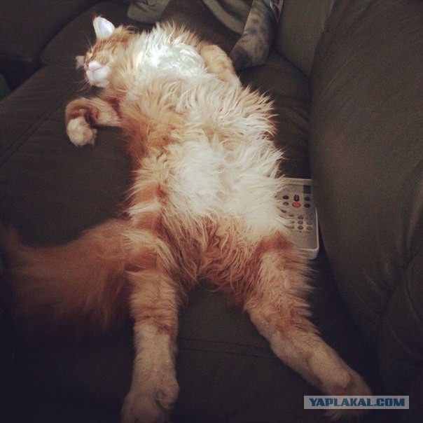 Котовторник 10.06.2014