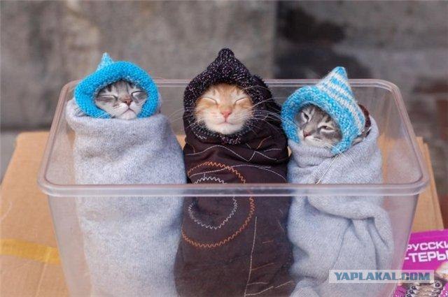 Котокворот!