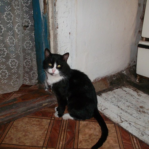 Котовторник 09.09.2014