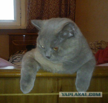 Котовторник 23.09.2014.