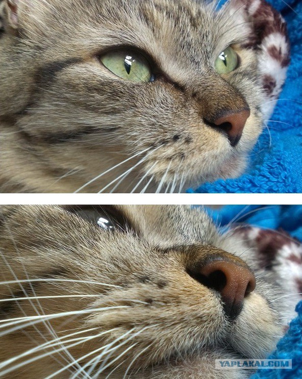 Котовторник 5.05.2015.