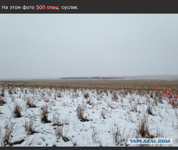 "Видишь суслика?" ©