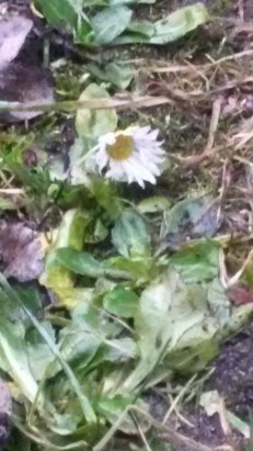 Последствия аномально теплой погоды в Москве