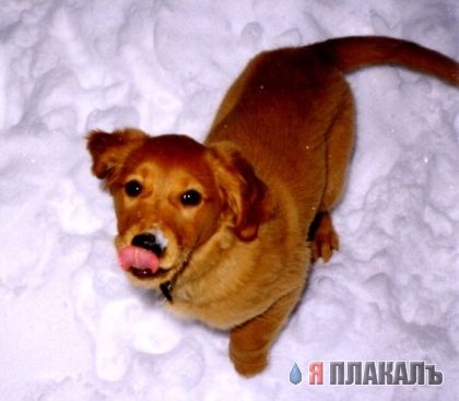 СОБАКИ и ЩЕНКИ. Все про собак!