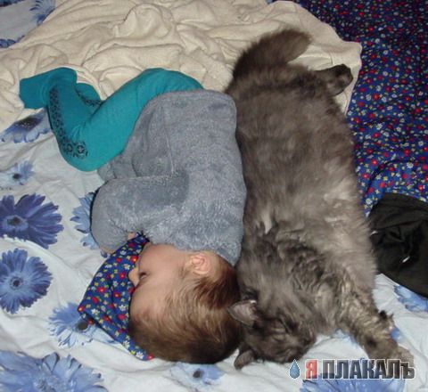 Коты, кошки, котята