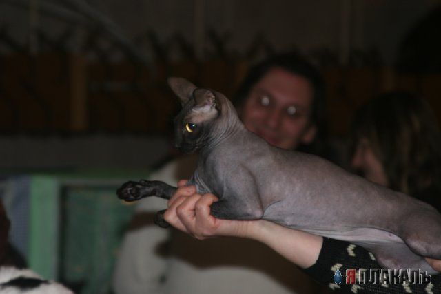 Кошки и Собаки - большая подборка