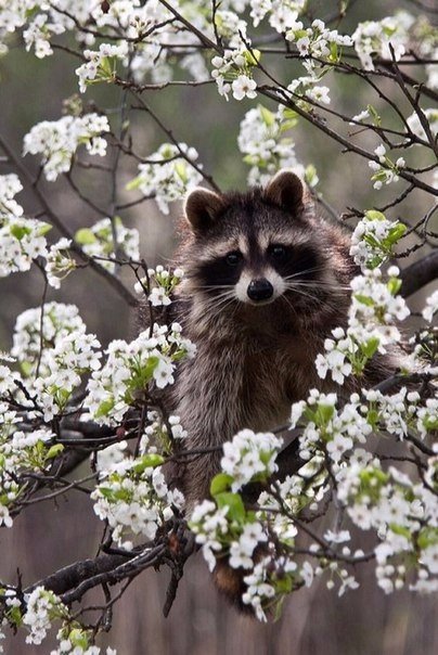 Картинки из сети