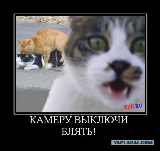 Весёлые картинки