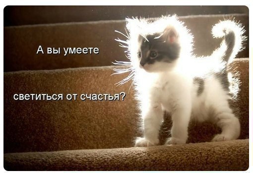 Мохнатые беспредельщики