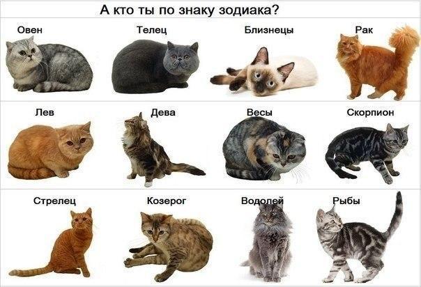 Мохнатые беспредельщики