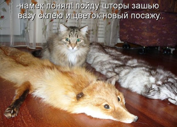 Мохнатые беспредельщики