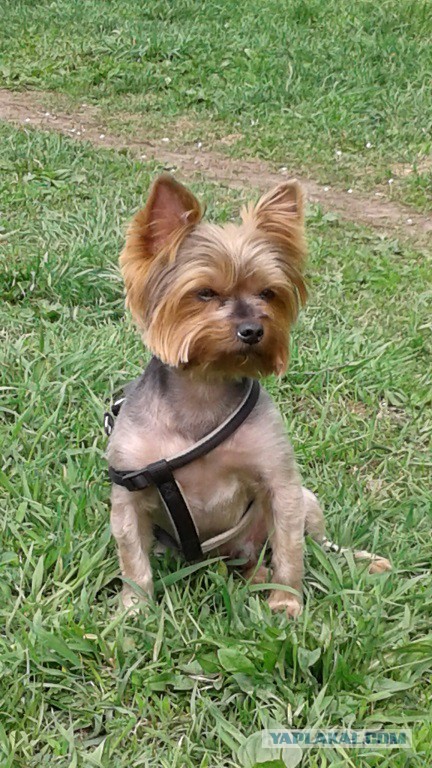 Страшно красивые терьеры