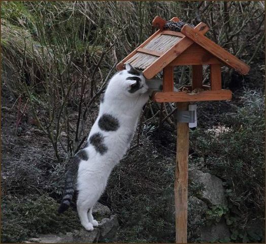 Коты, которые пытались что-то украсть