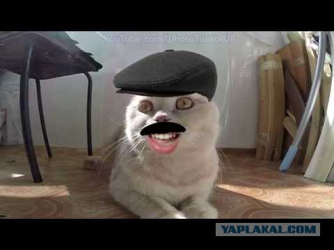 Памятник тому самому коту