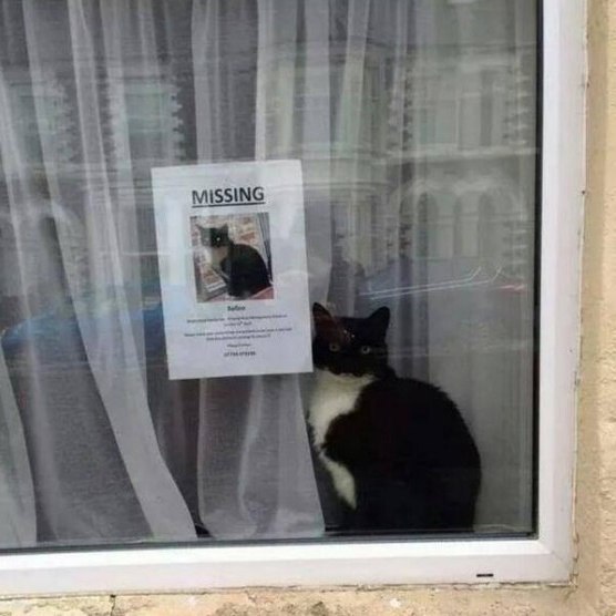Коты и Кошки
