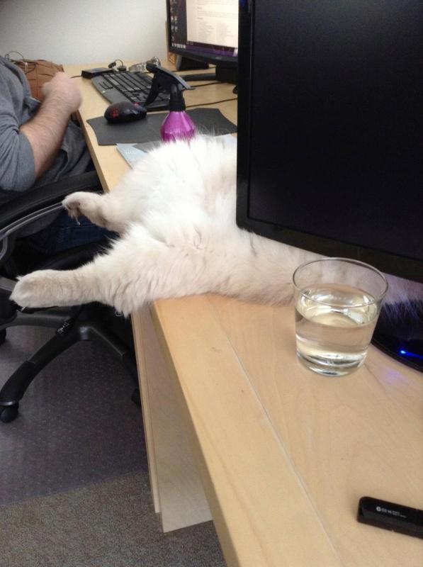 Коты и Кошки