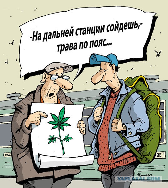 Глава Нацбанка Кыргызстана предложил легализовать марихуану для развития туризма