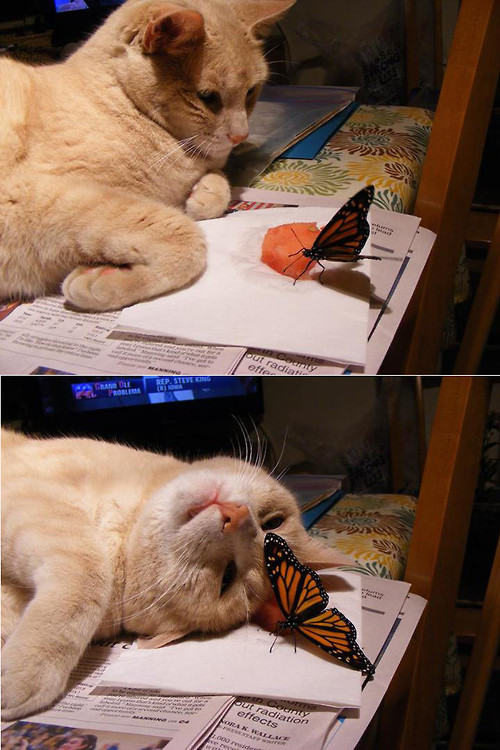 Коты и Кошки