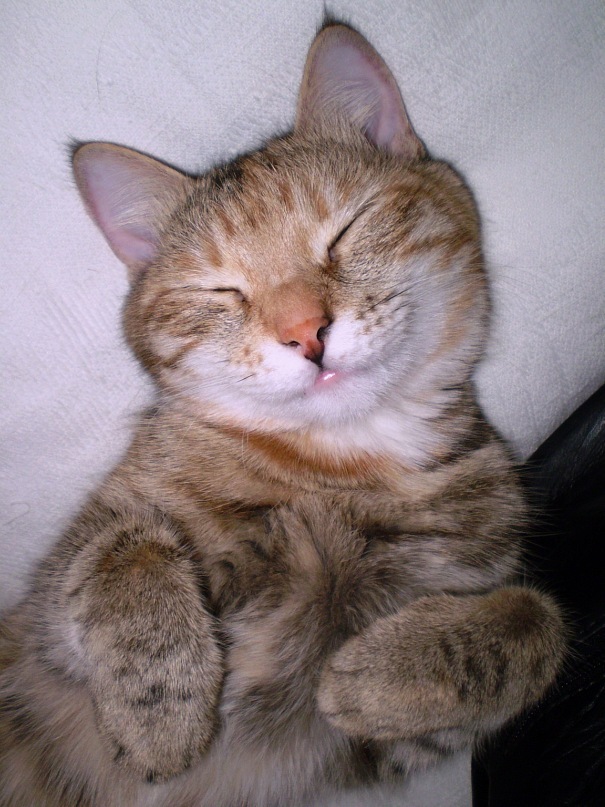 Коты и Кошки