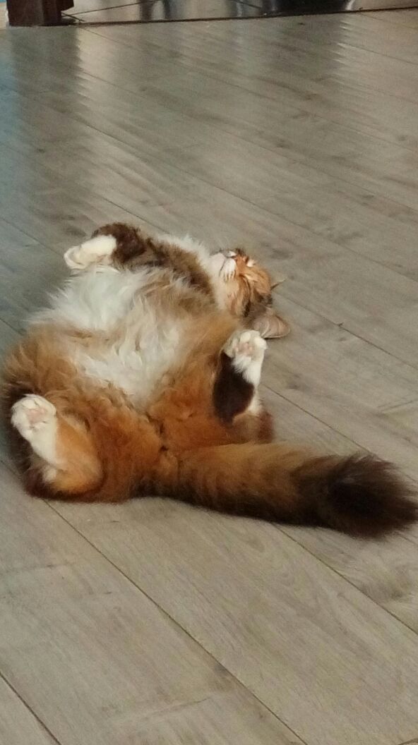 Котовторник 23/05/2017