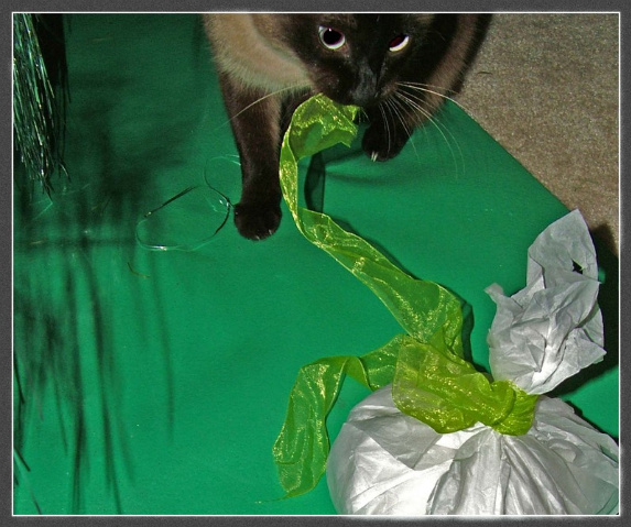 Новогодний КОТОВТОРНИК!