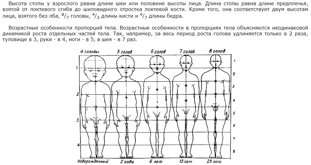 Диаграмма роста головы рук туловища