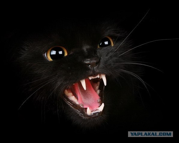 Котовторник! 11.10.11
