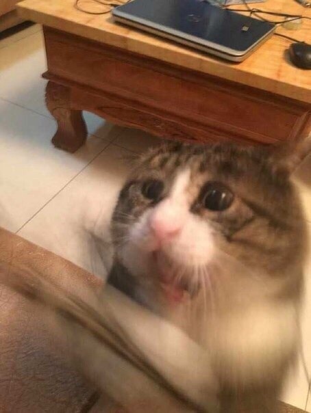 Прикольных котов пост