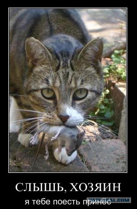 Хозяева, впустите!