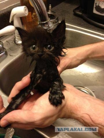 За что ты предал меня, человек?