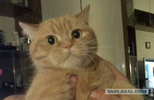 А вы разговариваете с котом?