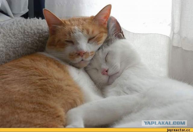 Кот и мопс расслабились