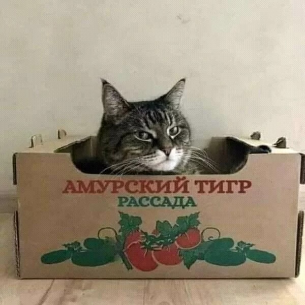 Подборка всякой живности