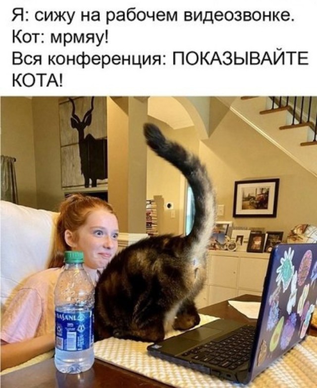 Жизнь домашнего приюта "Котоленд" 430